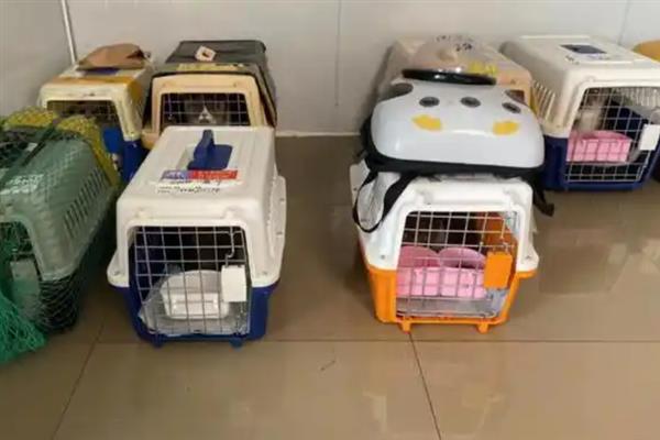 宠物托运的基本常识,三证必须具备