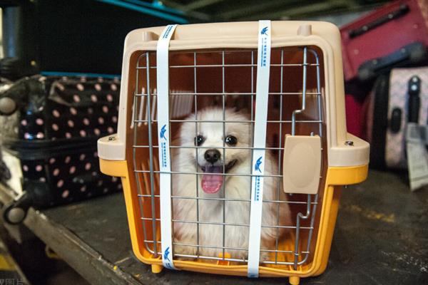 宠物托运的基本常识,三证必须具备