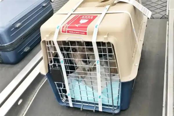 宠物托运的基本常识,三证必须具备