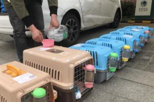 宠物托运的基本常识,三证必须具备