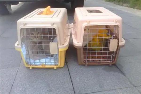 宠物托运的基本常识,三证必须具备