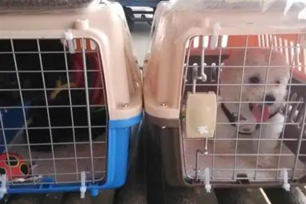 宠物托运的基本常识,三证必须具备