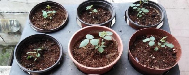 月季花的种子能不能出苗，播种后经过1个月左右会生根发芽