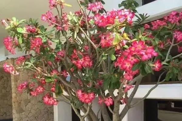 沙漠玫瑰怎样养护，适宜生长在湿润的环境中
