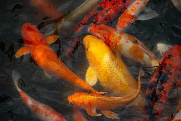 锦鲤吃什么东西颜色会变深，可以喂一些人工合成的扬色饲料