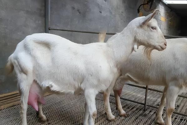 母羊生完小羊多久能再怀孕，需要在三个月后才可以