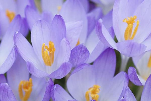 藏红花的种类，常见的有荷兰番红花、黄番红花等