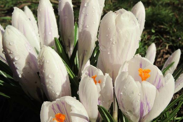 藏红花的种类，常见的有荷兰番红花、黄番红花等