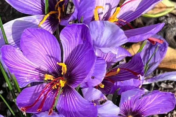 藏红花的种类，常见的有荷兰番红花、黄番红花等