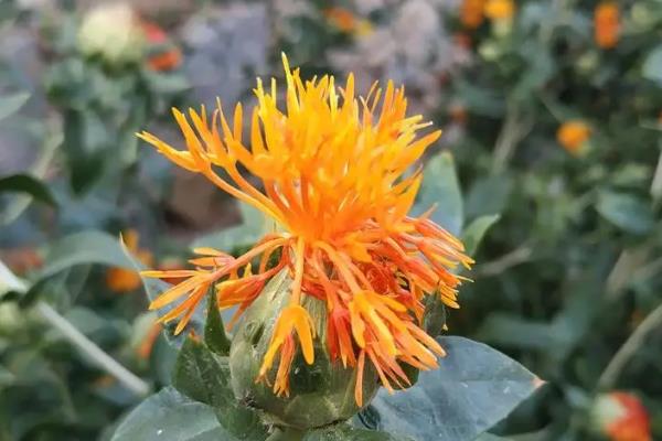 藏红花的种类，常见的有荷兰番红花、黄番红花等