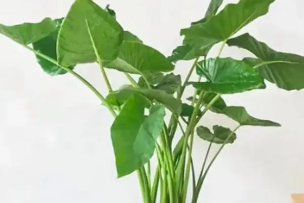 滴水观音怕不怕冷，其耐寒能力较弱