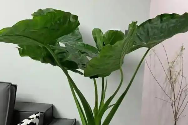 滴水观音怕不怕冷，其耐寒能力较弱