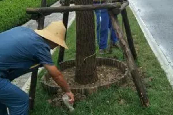 银杏的别名，别名鸭脚、灵眼、鸭脚子等