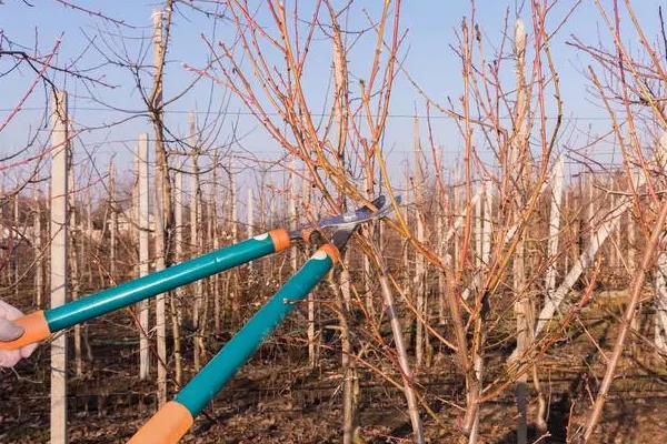 银杏的别名，别名鸭脚、灵眼、鸭脚子等