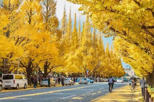 银杏的别名，别名鸭脚、灵眼、鸭脚子等