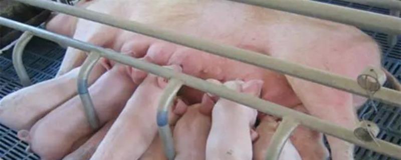 母猪栏的尺寸规格，每头母猪的活动面积为3m2