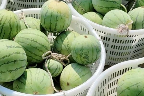 哪个品种的无籽西瓜好吃，推荐8424西瓜、美都西瓜等