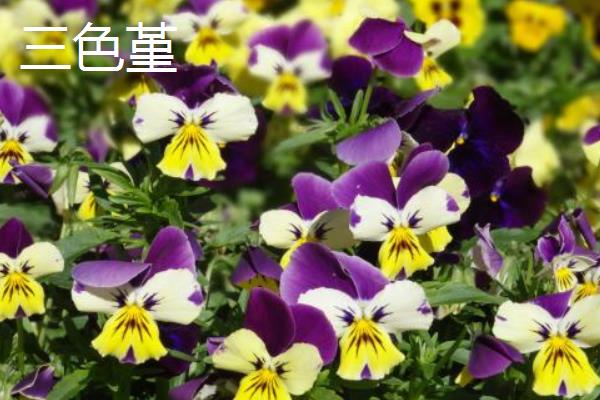 角堇有什么花语，代表灵动可爱、灿烂多彩、自强不息