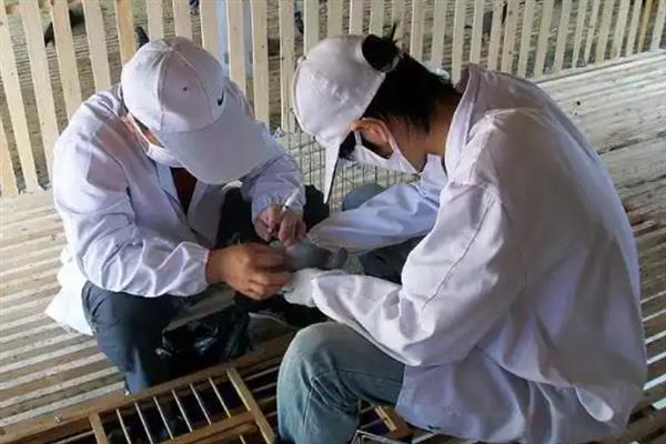 赛鸽在什么时候打B12，在很疲累或者严重缺乏维生素打