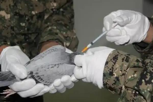 赛鸽在什么时候打B12，在很疲累或者严重缺乏维生素打