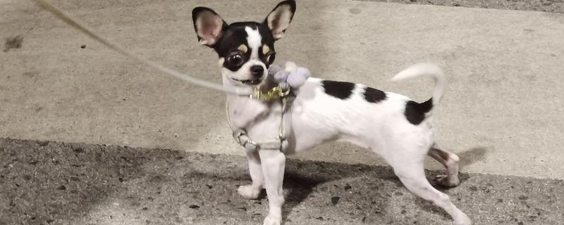 哪些狗狗长不大，有吉娃娃、博美犬、法国斗牛犬等品种