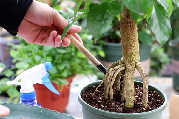 养好幸福树的方法，每隔3天浇一次水