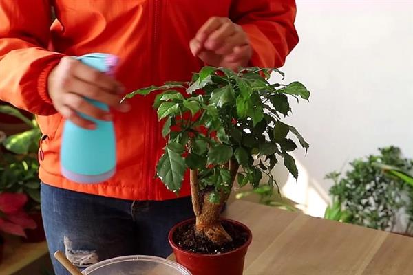 养好幸福树的方法，每隔3天浇一次水