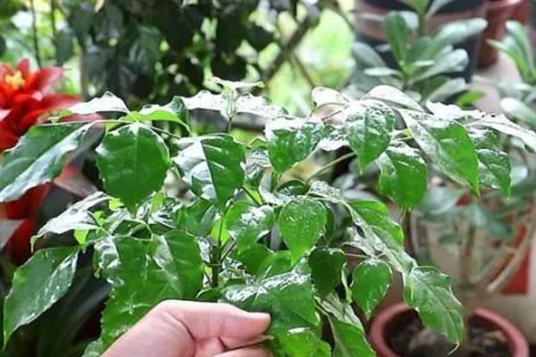 养好幸福树的方法，每隔3天浇一次水