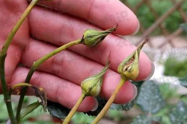 月季花的种子能不能出苗，播种后经过1个月左右会生根发芽