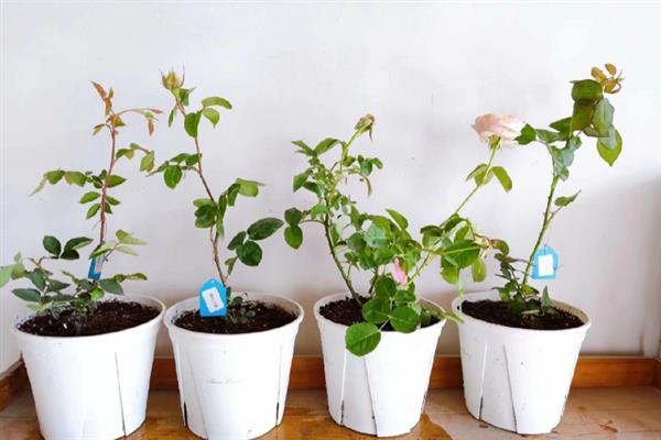 月季花的种子能不能出苗，播种后经过1个月左右会生根发芽