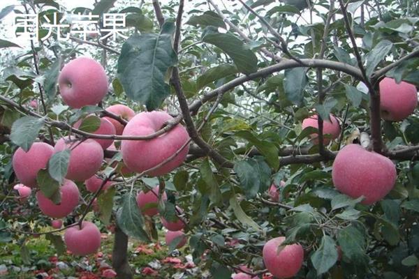 苹果有哪些常见品种，包括红富士、黄元帅、澳洲青苹等种类