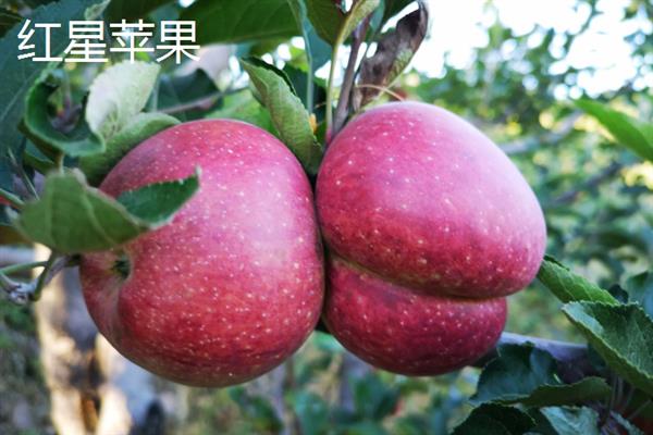 苹果有哪些常见品种，包括红富士、黄元帅、澳洲青苹等种类
