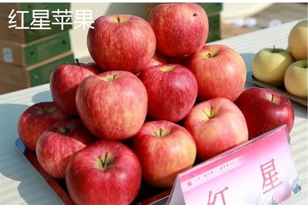 苹果有哪些常见品种，包括红富士、黄元帅、澳洲青苹等种类