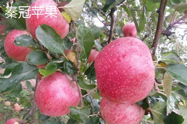 苹果有哪些常见品种，包括红富士、黄元帅、澳洲青苹等种类