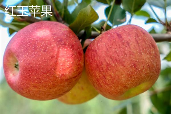 苹果有哪些常见品种，包括红富士、黄元帅、澳洲青苹等种类