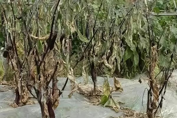 茄子苗移栽后蔫了还能不能活，只要好好养护应该是可以活的
