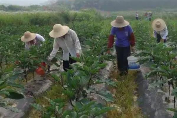 茄子苗移栽后蔫了还能不能活，只要好好养护应该是可以活的