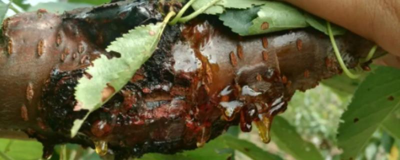 樱桃树流胶怎么办，萌芽前喷施石硫合剂可灭杀病菌