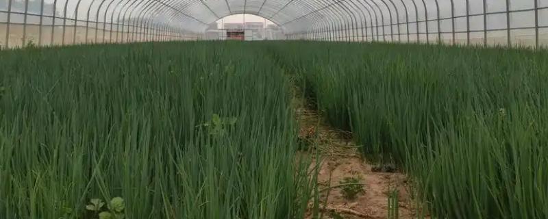 大葱温室囤葱栽培方法，做出高埂低畦再把植株囤栽至畦沟中