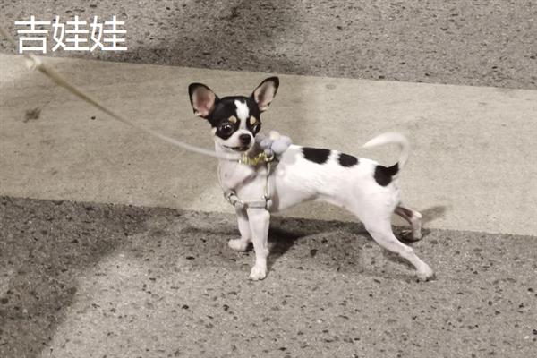 哪些狗狗长不大，有吉娃娃、博美犬、法国斗牛犬等品种
