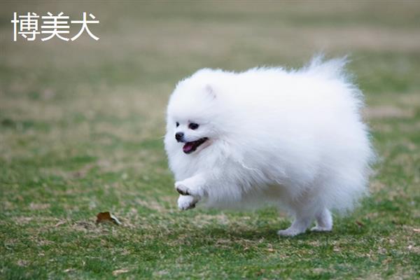 哪些狗狗长不大，有吉娃娃、博美犬、法国斗牛犬等品种