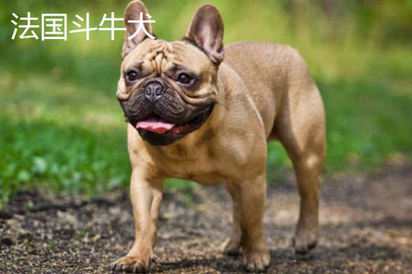 哪些狗狗长不大，有吉娃娃、博美犬、法国斗牛犬等品种