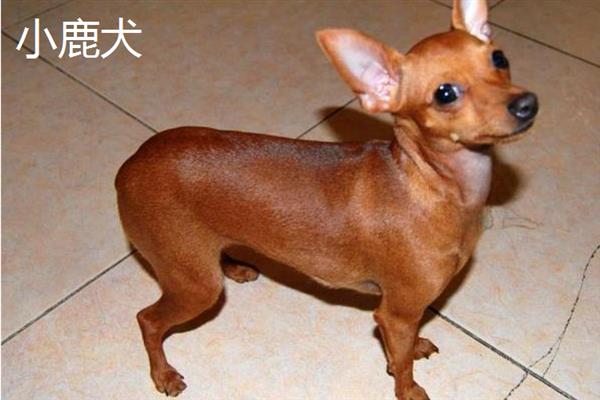 哪些狗狗长不大，有吉娃娃、博美犬、法国斗牛犬等品种