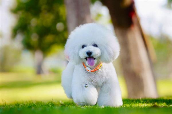 哪些狗狗长不大，有吉娃娃、博美犬、法国斗牛犬等品种