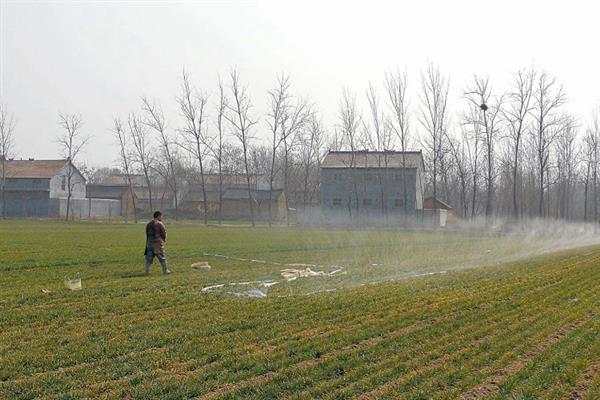 麦子出苗后多久浇水好,出苗率达到90%以上再进行