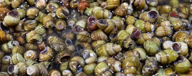 螺蛳是不是田螺，两者不属于同种生物