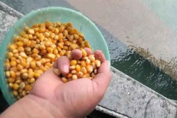 翘嘴鱼喜食的饵料，喜欢吃泥鳅、玉米等自然饵