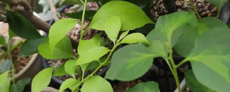 三角梅树苗的种植方法，初期按照见干见湿的原则浇水
