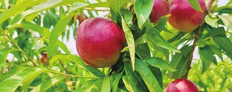 双喜红油桃怎么种植，理顺根系后再栽入穴中