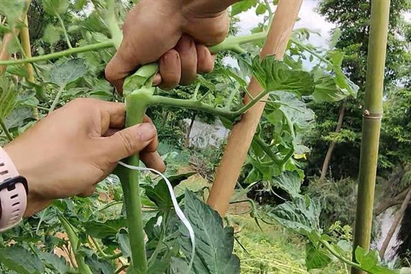 番茄怎样打枝才能多结果，只需保留一条主茎